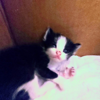 Regalasi gattini