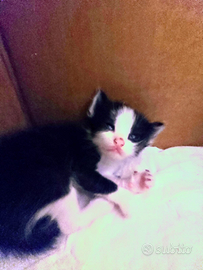 Regalasi gattini