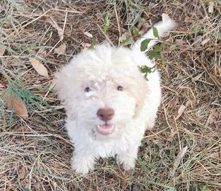 Lagotto Romagnolo con Pedigree Enci cuccioli