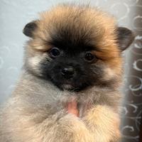 Cucciolo Spitz nano pomerania