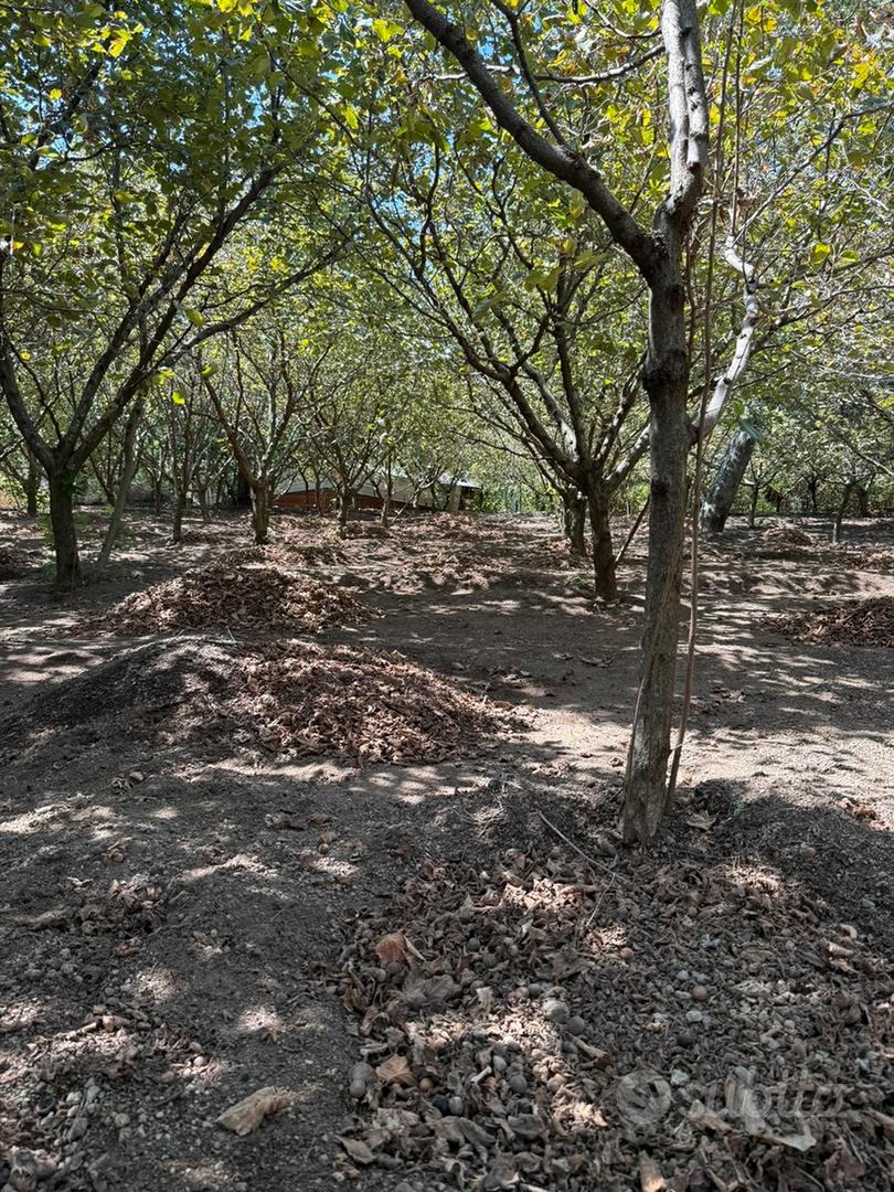 Terreno agricolo - Vista 5