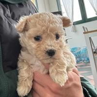 MALTIPOO toy ( maltese x barboncino) toy