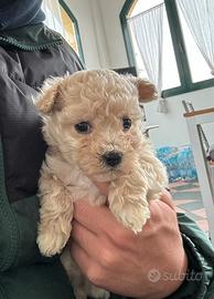 MALTIPOO toy ( maltese x barboncino) toy