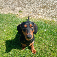 All'accoppiamento cane