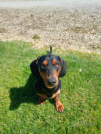 All'accoppiamento cane