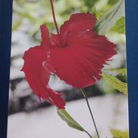 Fotografia su tela “Hibiscus Rosso” 45x30 cm – Fir