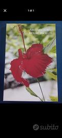 Fotografia su tela “Hibiscus Rosso” 45x30 cm – Fir