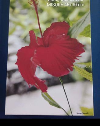 Fotografia su tela “Hibiscus Rosso” 45x30 cm – Fir