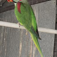 Coppie di giovani pappagalli