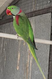 Coppie di giovani pappagalli