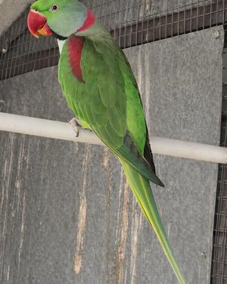 Coppie di giovani pappagalli