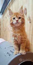 Cuccioli Maine Coon con Pedigree