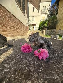Cani bulldog francese bulldogue