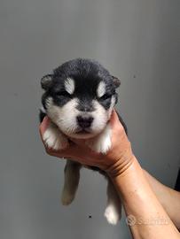 Cuccioli Alaskan Malamute