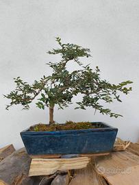 bonsai