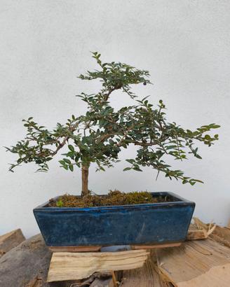 bonsai