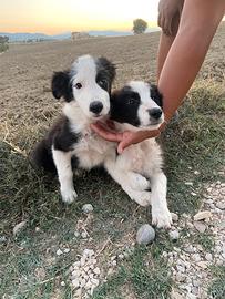Border collie