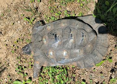 Marginata machio adulto