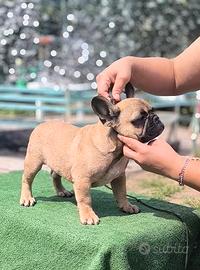 cucciolo bulldog francese maschio
