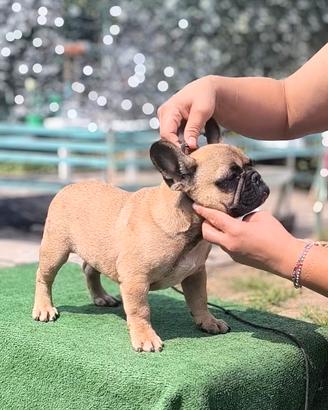 cucciolo bulldog francese maschio