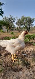 Galline