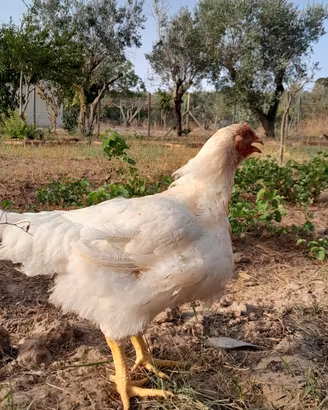 Galline