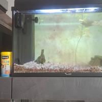 acquario 55 litri compreso di tutti gli accessori 