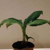 Musa tropicana (dwarf cavendish)