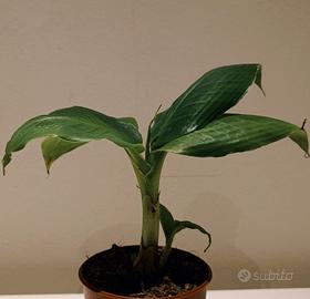 Musa tropicana (dwarf cavendish)