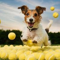 Palline tennis usate nr 50 per vari usi