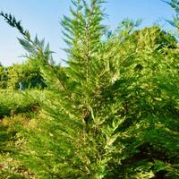 Piante da siepe Cipresso Leylandii 180/200cm