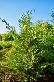 Piante da siepe Cipresso Leylandii 180/200cm