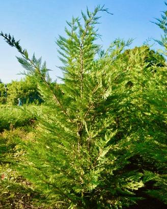 Piante da siepe Cipresso Leylandii 180/200cm