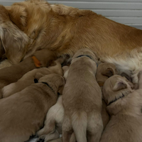 Golden Retriever ANGLOAMERICANI