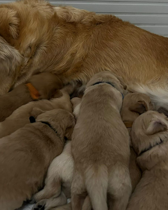 Golden Retriever ANGLOAMERICANI