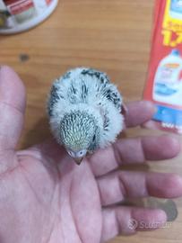 Pullo di cocorita