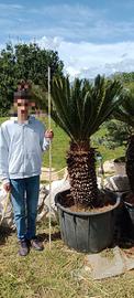 Piante di cycas