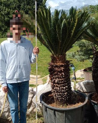 Piante di cycas