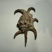 Conchiglia arredo 14 cm