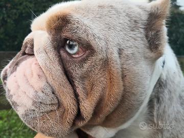 IN ADOZIONE - American Bully Exotic Bulldog