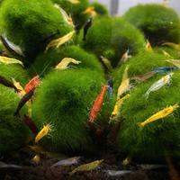 Palle di Marimo Cladophora 3-4cm