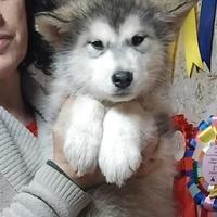 Alaskan malamute