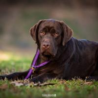 Felice Labrador Retriever