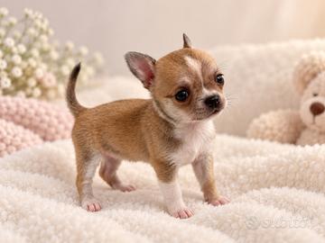 Cucciola chihuahua pelo corto fulvo carbonato