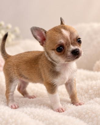 Cucciola chihuahua pelo corto fulvo carbonato
