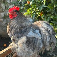 Gallina