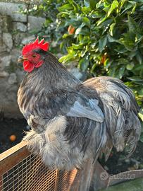 Gallina