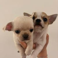 Chihuahua Pedigree ENCI