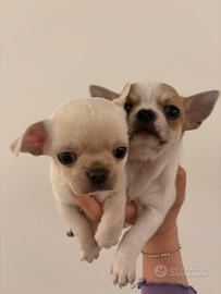 Chihuahua Pedigree ENCI