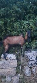 Camosciate delle alpi